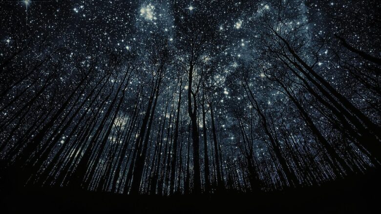 Ảnh bầu trời đêm đầy sao đẹp nhất từ ​​​​rừng xanh