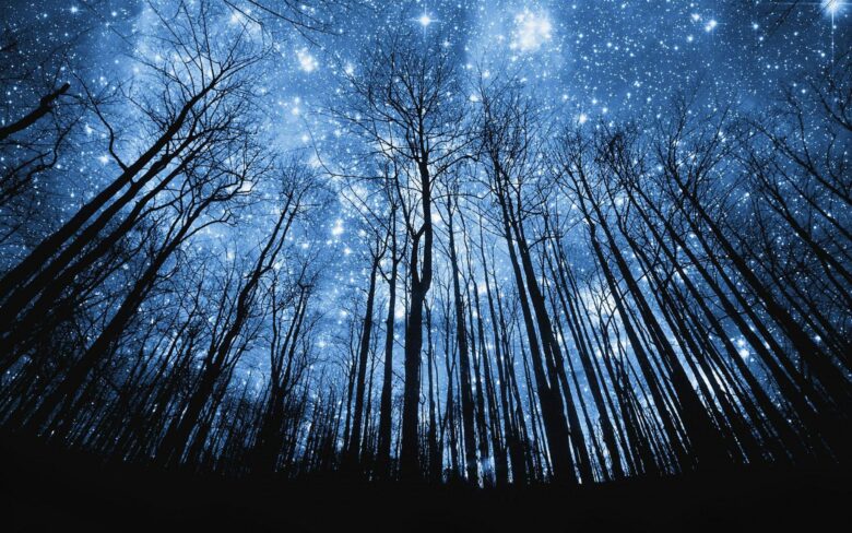 Ảnh bầu trời đêm đầy sao đẹp nhất trong rừng