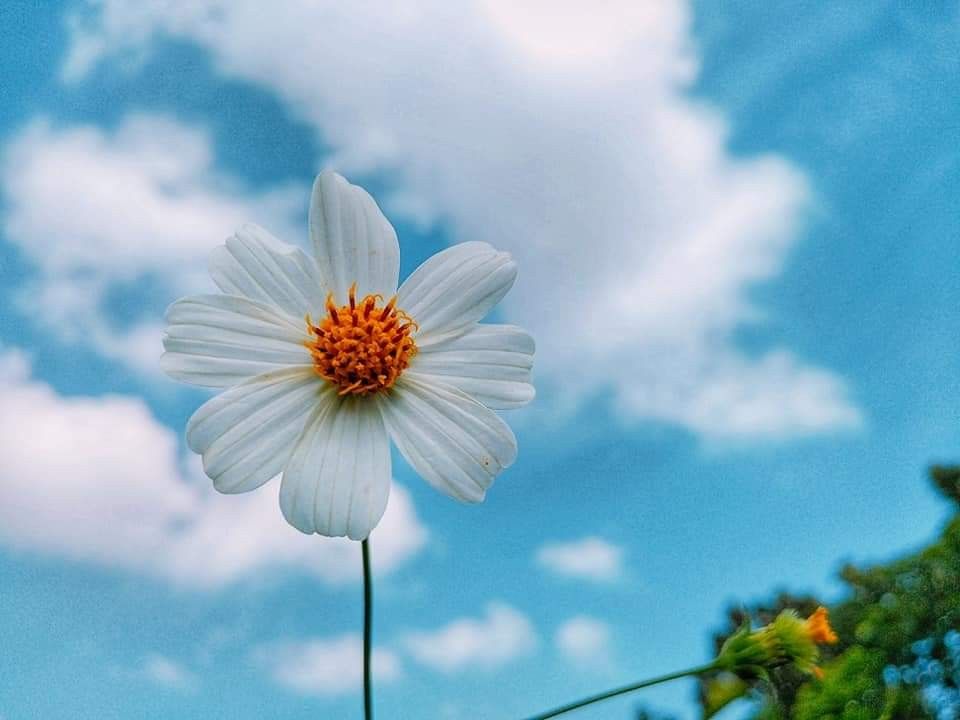 Ảnh hoa cúc và mây trắng