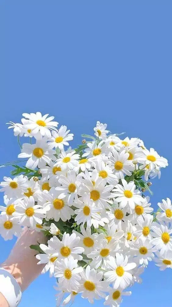 Ảnh hoa cúc họa mi trắng trời trong xanh