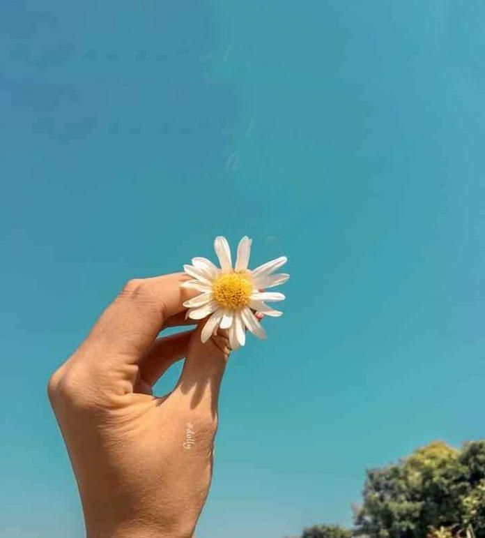 Ảnh hoa cúc trắng bầu trời xanh