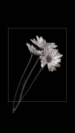 ảnh hoa cúc trắng trên nền đen buồn