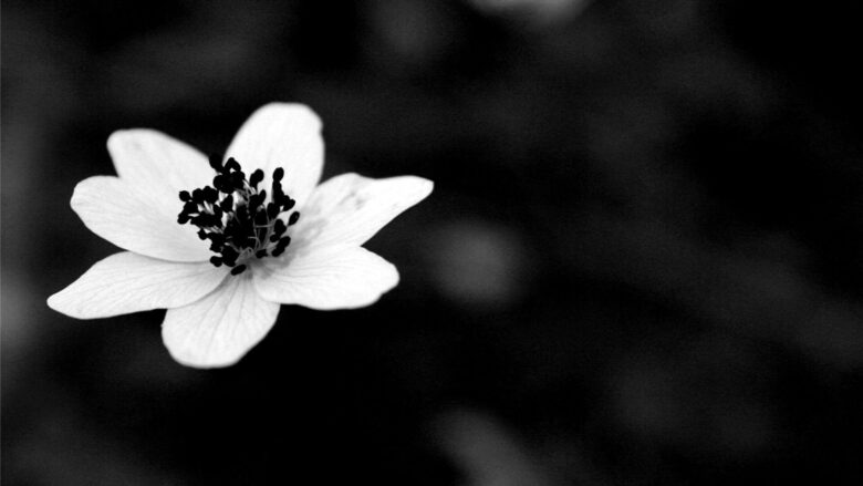 ảnh hoa cúc trắng nền đen độc đáo