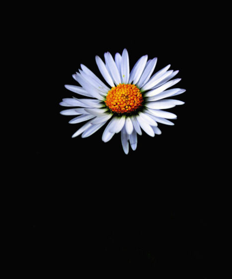 Hình ảnh hoa cúc trắng trên nền đen buồn