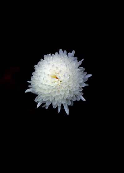 Hình ảnh hoa cúc trắng trên nền đen buồn